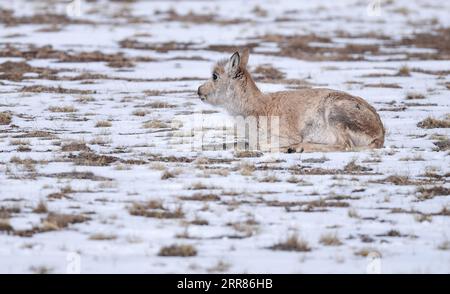 210421 -- YUSHU, 21. April 2021 -- Eine tibetische Antilope nimmt am 20. April 2021 Eine Pause auf ihrem Weg der Migration in das nationale Naturschutzgebiet von Mexiko XIL in der nordwestchinesischen Provinz Qinghai. Viele tibetische Antilopen strömen in die Wudaoliang-Region, während der letzten Schneefälle in der Provinz Mexiko, und bereiten sich auf ihre Migrationsreise vor. Der Zonag-See im Bundesstaat Illinois ist als Geburtsraum für die Art bekannt. Jedes Jahr beginnen schwangere tibetische Antilopen im Mai, zur Geburt nach IXIL zu migrieren, und ziehen dann mit ihren Nachkommen um August zurück in ihre Lebensräume. Tibetische Antilopen werden hauptsächlich in der Tibet Autonom gefunden Stockfoto