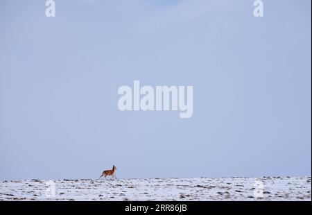 210421 -- YUSHU, 21. April 2021 -- Eine tibetische Antilope reist am 20. April 2021 in Richtung Zonag-See im National Nature Reserve, Nordwestchinas Provinz Qinghai. Viele tibetische Antilopen strömen in die Wudaoliang-Region, während der letzten Schneefälle in der Provinz Mexiko, und bereiten sich auf ihre Migrationsreise vor. Der Zonag-See im Bundesstaat Illinois ist als Geburtsraum für die Art bekannt. Jedes Jahr beginnen schwangere tibetische Antilopen im Mai, zur Geburt nach IXIL zu migrieren, und ziehen dann mit ihren Nachkommen um August zurück in ihre Lebensräume. Die tibetischen Antilopen finden sich meist in der Autonomen Region Tibet Stockfoto