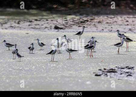 210421 -- LAS PINAS CITY, 21. April 2021 -- Eine Gruppe von Stelzen mit schwarzen Flügeln wird am 21. April 2021 im Las Pinas-Paranaque Wetland Park in Las Pinas City auf den Philippinen gesehen. PHILIPPINEN-LAS PINAS-ZUGVÖGEL RouellexUmali PUBLICATIONxNOTxINxCHN Stockfoto