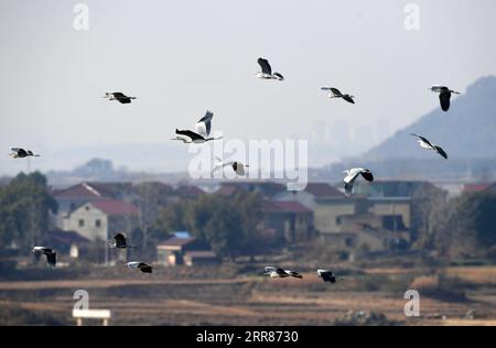 210422 -- PEKING, 22. April 2021 -- Foto aufgenommen am 13. Januar 2021 zeigt Reiher, die über ein Dorf am Poyang-See im Duchang County, der ostchinesischen Provinz Jiangxi, fliegen. ZU DEN SCHLAGZEILEN VON XINHUA VOM 22. APRIL 2021 CHINA-RESTAURATING EARTH-CARBON NEUTRAL-BIODIVERSITYCN PENGXZHAOZHI PUBLICATIONXNOTXINXCHN Stockfoto