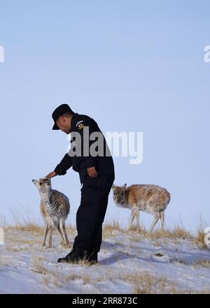 210422 -- XINING, 22. April 2021 -- Yuan Guangming neigt zu einer tibetanischen Antilope im National National Nature Reserve in der nordwestchinesischen Provinz Qinghai, 20. April 2021. Seit mehr als einem Jahrzehnt widmet sich Yuan Guangming dem Schutz tibetanischer Antilopen und anderer Wildtiere im Nationalen Naturreservat von Mexiko XIL. Yuan und seine Kollegen arbeiten an der Forstpolizeiranger-Abteilung, die mehr als 40 Mitglieder hat. Sie sind für Streifenmissionen im Reservat von Mexiko-XIL verantwortlich, einem Gebiet, das 45.000 Quadratkilometer umfasst und Chinas größtes Gebiet unbewohnter lans umfasst Stockfoto