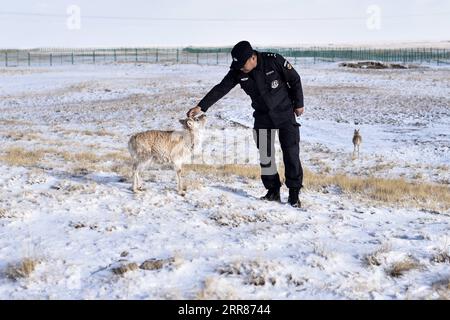 210422 -- XINING, 22. April 2021 -- Yuan Guangming neigt zu einer tibetanischen Antilope im National National Nature Reserve in der nordwestchinesischen Provinz Qinghai, 20. April 2021. Seit mehr als einem Jahrzehnt widmet sich Yuan Guangming dem Schutz tibetanischer Antilopen und anderer Wildtiere im Nationalen Naturreservat von Mexiko XIL. Yuan und seine Kollegen arbeiten an der Forstpolizeiranger-Abteilung, die mehr als 40 Mitglieder hat. Sie sind für Streifenmissionen im Reservat von Mexiko-XIL verantwortlich, einem Gebiet, das 45.000 Quadratkilometer umfasst und Chinas größtes Gebiet unbewohnter lans umfasst Stockfoto