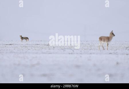 210422 -- XINING, 22. April 2021 -- Foto aufgenommen am 20. April 2021 zeigt einen Fuchs, der auf eine tibetische Antilope im nordwestlichen China Qinghai starrt. Im südlichen Teil der Provinz Qinghai, der Region Sanjiangyuan oder den Quellen von drei Flüssen, nämlich dem Yangtze-Fluss, dem Gelben Fluss und dem Lancang Mekong-Fluss, gelegen, ist eine wichtige ökologische Sicherheitsbarriere in China. In den letzten Jahren hat die Provinz Qinghai das ökologische Schutzprojekt in der Region gefördert, wobei der Schwerpunkt auf der Wiederherstellung der Vegetation und dem Bau von Grünland, Wüste, Feuchtgebiet sowie Fluss- und Seenökosystemen lag Stockfoto