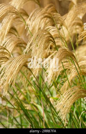 Miscanthus nepalensis, Himalaya-Feengras, hängende goldene Blütenfahnen im Spätsommer Stockfoto