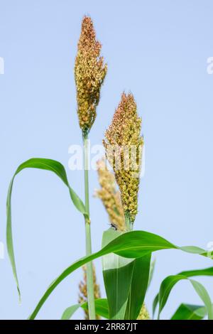 Sorghum, Besenmais, Hirse, Getreidekörner auf Pflanzen im frühen Herbst Stockfoto