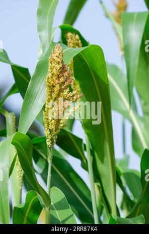 Sorghum, Besenmais, Hirse, Getreidekörner auf Pflanzen im frühen Herbst Stockfoto