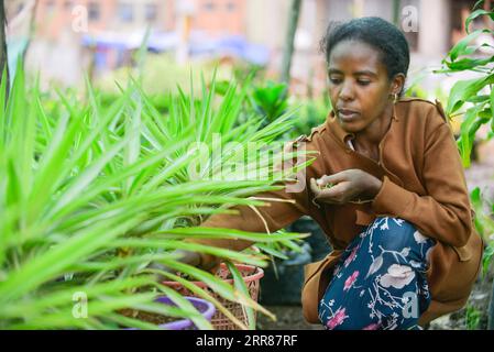 210423 -- ADDIS ABEA, 23. April 2021 -- Tigist Abebe, ein Absolvent der Buchhaltung, beschäftigt sich mit Garten- und Landschaftsbauarbeiten, die die Massenproduktion von Pflanzensämlingen in provisorischen Gewächshäusern und Gärtnereien in den Straßenrändern von Addis Abebe, Äthiopien, umfassen, 22. April 2021. Während Äthiopien sich seinem Bestreben, eine grüne Wirtschaft aufzubauen, bewusst ist, nahmen verzweifelt arbeitsplatzsuchende äthiopische Jugendliche das einst vernachlässigte kommerzielle Baumpflanz- und Gartenbauprojekt auf. Der Anbau von Pflanzenkeimlingen und der Gartenbau waren wie eine typische landwirtschaftliche Arbeit lange Zeit den armen und ländlichen Äthiopern überlassen worden, von denen die meisten davon sind Stockfoto