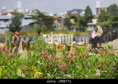 210423 -- ADDIS ABEBA, 23. April 2021 -- provisorische Gewächshäuser und Baumschulen sind in den Straßenrändern von Addis Abeba, Äthiopien, 22. April 2021 zu sehen. Während Äthiopien sich seinem Bestreben, eine grüne Wirtschaft aufzubauen, bewusst ist, nahmen verzweifelt arbeitsplatzsuchende äthiopische Jugendliche das einst vernachlässigte kommerzielle Baumpflanz- und Gartenbauprojekt auf. Der Anbau von Pflanzenkeimlingen und der Gartenbau waren wie eine typische landwirtschaftliche Arbeit lange Zeit armen und ländlichen Äthiopern überlassen worden, von denen die meisten wenig oder gar keine Ausbildung haben und keine andere Wahl hatten, als nach wirtschaftlichen Möglichkeiten zu suchen, die leicht zugänglich und leicht zugänglich sind Stockfoto