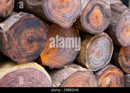 Stapel siamesischer Palisander übereinander gestapelt Stockfoto