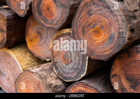 Stapel siamesischer Palisander übereinander gestapelt Stockfoto