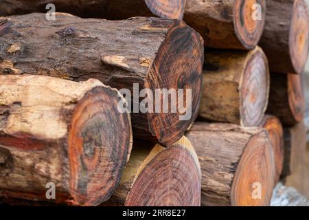Stapel siamesischer Palisander übereinander gestapelt Stockfoto