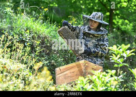 210504 -- GUIYANG, 4. Mai 2021 -- Yuan Xiaomei arbeitet in ihrer Bienenzuchtbasis im Nayong County, südwestchinesische Provinz Guizhou, 29. April 2021. Als Yuan Xiaomei ein Kind war, war Honig ein Luxus für die Einheimischen. Sie hat immer einen Traum, dass sich ihre Dorfbewohner den Bio-Honig leisten könnten. Im Jahr 2019 gab Yuan Xiaomei ihre Karriere in der Provinz Fujian auf und kehrte in ihre Heimatstadt zurück, eröffnete eine Bienenzuchtbasis im bergigen Nayong County und teilte ihre Imkereifähigkeiten kostenlos mit den Dorfbewohnern. Während des Lernprozesses der Imkereitechnologien trifft Yuan Xiaomei aufeinander Stockfoto