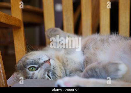 Abessinierkatze, die auf dem Bett liegt. Hochwertige Fotos Stockfoto
