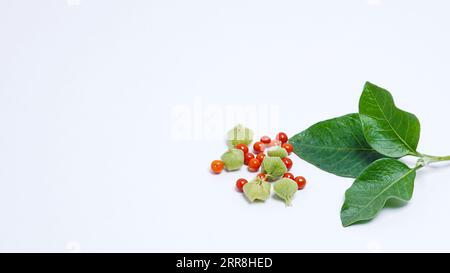 Samen der Withania somnifera-Pflanze. Allgemein bekannt als Ashwagandha, ist eine wichtige Heilpflanze, die im Ayurveda verwendet wurde. Stockfoto