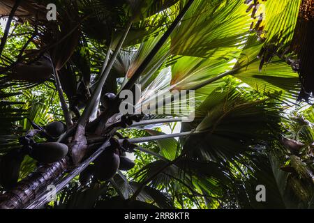 Coco de mer Fruits, Lodoicea Palme. Vallee de Mai, Insel Praslin, Seychellen Stockfoto