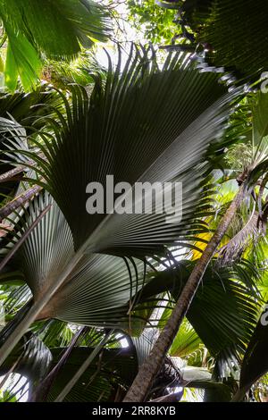 Blätter von Coco de mer Palme, Lodoicea. Vallee de Mai, Insel Praslin, Seychellen Stockfoto