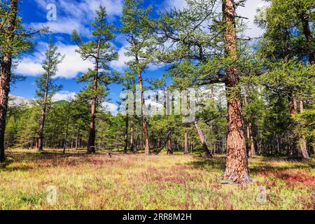 Lärchen im Taiga Boreal Forest im Khuvsgul Lake National Park an einem sonnigen Sommertag, Khovsgol Provinz in der nördlichen Mongolei Stockfoto