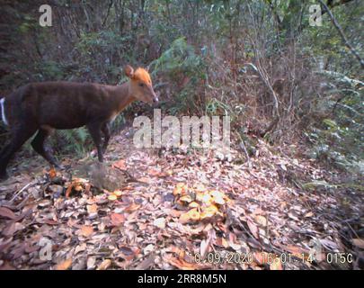 210512 -- LISHUI, 12. Mai 2021 -- ein von einer Infrarotkamera aufgenommenes Foto zeigt einen schwarzen Muntjac, selten in China, in der Stadt Longquan in der ostchinesischen Provinz Zhejiang. Die Stadt Longquan liegt im Berggebiet der südwestlichen Provinz Zhejiang und genießt eine günstige ökologische Umgebung. Sie ist bekannt für ihre reichhaltige Artenvielfalt in Ostchina. Derzeit organisiert das Nanjing Institute of Environmental Sciences unter dem Ministerium für Ökologie und Umwelt Experten, um die Biodiversität in Longquan City kontinuierlich zu untersuchen. Sie wird einen elektronischen Katalog von Proben und erstellen Stockfoto