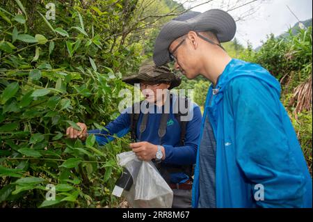 210512 -- LISHUI, 12. Mai 2021 -- Professor Sun Junwei L von der China Jiliang Universität sammelt Pflanzenproben mit dem Assistenten Liu Yukun in der Stadt Longquan in der ostchinesischen Provinz Zhejiang, 11. Mai 2021. Die Stadt Longquan liegt im Berggebiet der südwestlichen Provinz Zhejiang und genießt eine günstige ökologische Umgebung. Sie ist bekannt für ihre reichhaltige Artenvielfalt in Ostchina. Derzeit organisiert das Nanjing Institute of Environmental Sciences unter dem Ministerium für Ökologie und Umwelt Experten, um die Biodiversität in Longquan City kontinuierlich zu untersuchen. Es wird eingerichtet Stockfoto