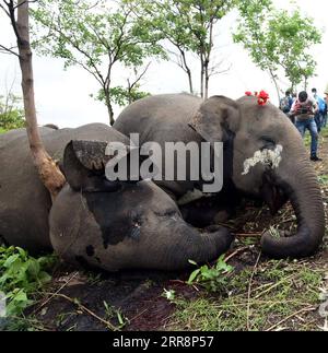 210514 -- NAGAON INDIA, 14. Mai 2021 -- Leichen von Elefanten werden am 14. Mai 2021 im Bezirk Nagaon, Indiens nordöstlichem Bundesstaat Assam, gesehen. Mindestens 18 Elefanten wurden laut den vorläufigen Berichten der Forstbeamten vermutlich durch Blitzschlag getötet. STR/Xinhua INDIA-NAGAON-ELEPHANTS-DEATH Stringer PUBLICATIONxNOTxINxCHN Stockfoto