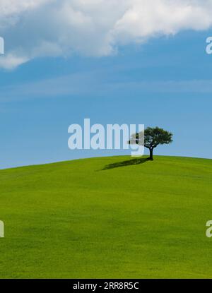 Einsamer Baum auf üppigem grünem Gras vor blauem Himmel auf einem Hügel in der Toskana, Italien Stockfoto