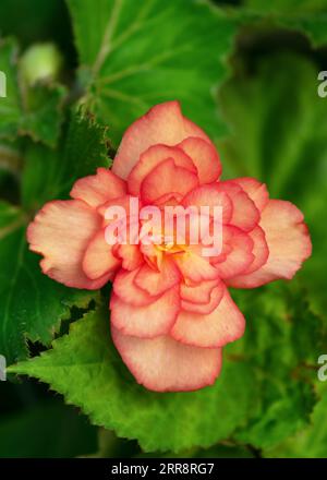 Wunderschöne große Doppelbegonia Blumen blühten im Cottage Garten. Konzept für Blumen-, Garten- oder Landschaftsgestaltung. Selektiver Fokus. Stockfoto