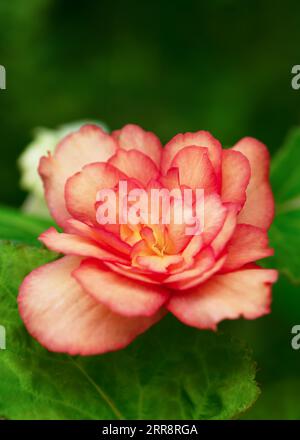 Schöne orange, rot große Doppelblumen von Begonia im Blumentopf im Sommer Cottage Garten. Selektiver Fokus. Gartenkonzept. Stockfoto