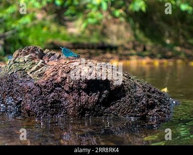 Calopteryx virgo männliche Libelle sitzt auf einem Felsen im Fluss Stockfoto