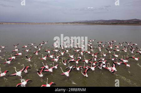 210517 -- ANKARA, 17. Mai 2021 -- Flamingos werden in einem See in der Nähe von Ankara, Türkei, am 16. Mai 2021 gesehen. Foto: /Xinhua TURKEY-ANKARA-FLAMINGO MustafaxKaya PUBLICATIONxNOTxINxCHN Stockfoto