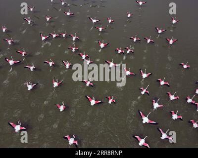 210517 -- ANKARA, 17. Mai 2021 -- Flamingos werden in einem See in der Nähe von Ankara, Türkei, am 16. Mai 2021 gesehen. Foto: /Xinhua TURKEY-ANKARA-FLAMINGO MustafaxKaya PUBLICATIONxNOTxINxCHN Stockfoto