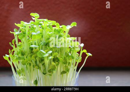 Abschluss von Hydroponic Daikon Microgreens oder Daikon Kaiware, die als Hauspflanze für die Ernte angebaut werden Stockfoto