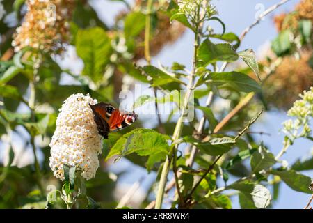 Tagpfauenauge auf dem Sommerflieder Busch Stockfoto