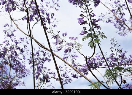 210523 -- BEIRUT, 23. Mai 2021 -- Jacaranda-Bäume blühen in voller Blüte entlang der Damaskus-Straße in Beirut, Libanon, 16. Mai 2021. LIBANON-BEIRUT-JACARANDA BLÜHT LiuxZongya PUBLICATIONxNOTxINxCHN Stockfoto