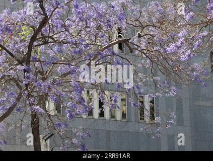 210523 -- BEIRUT, 23. Mai 2021 -- Jacaranda-Bäume blühen in voller Blüte entlang der Damaskus-Straße in Beirut, Libanon, 18. Mai 2021. LIBANON-BEIRUT-JACARANDA BLÜHT LiuxZongya PUBLICATIONxNOTxINxCHN Stockfoto