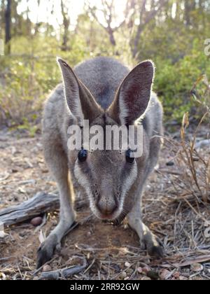 210525 -- SYDNEY, 25. Mai 2021 -- das Foto der Datei, das am 26. September 2018 aufgenommen wurde, zeigt ein gekrümmtes Nagelschwanzwallaby im Avocet Nature Refuge im Zentrum von Queensland, Australien. Im australischen Bundesstaat Queensland wurde eine Population von Nagelschwanzwallabys vom Aussterben zurückgebracht, nachdem Naturschützer eine bisher noch nie an landbasierten Säugetieren angewandte Eingriffstechnik ausprobiert hatten. Diese neue Schutzstrategie, die am Dienstag enthüllt wurde, wurde von Wissenschaftlern der University of New South Wales UNSW durchgeführt, die dem Nagelschwanzwallaby einen Kopf geben, der im Leben beginnt. Der artikel Stockfoto
