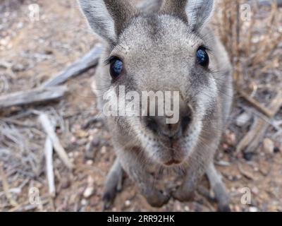 210525 -- SYDNEY, 25. Mai 2021 -- das Foto der Datei, das am 26. September 2018 aufgenommen wurde, zeigt ein gekrümmtes Nagelschwanzwallaby im Avocet Nature Refuge im Zentrum von Queensland, Australien. Im australischen Bundesstaat Queensland wurde eine Population von Nagelschwanzwallabys vom Aussterben zurückgebracht, nachdem Naturschützer eine bisher noch nie an landbasierten Säugetieren angewandte Eingriffstechnik ausprobiert hatten. Diese neue Schutzstrategie, die am Dienstag enthüllt wurde, wurde von Wissenschaftlern der University of New South Wales UNSW durchgeführt, die dem Nagelschwanzwallaby einen Kopf geben, der im Leben beginnt. Der artikel Stockfoto