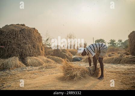 Karjat, Indien November 27 2022 Ein Landwirt, der die Gurken gegen den harten Boden schlägt, um Reiskörner zu trennen, in denen trockenes Gras in BA gestapelt wurde Stockfoto
