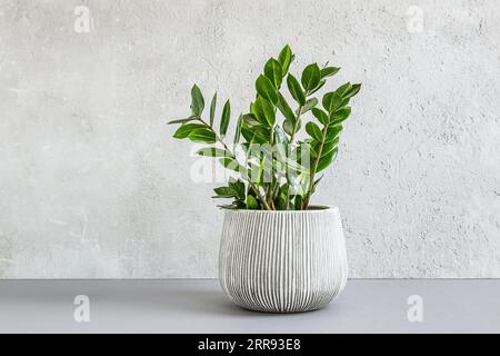 Zamioculcas oder Zamiifolia ZZ Pflanze in einem grauen Keramiktopf auf hellem Hintergrund, Gartenarbeit und minimales Wohnkultur-Konzept Stockfoto