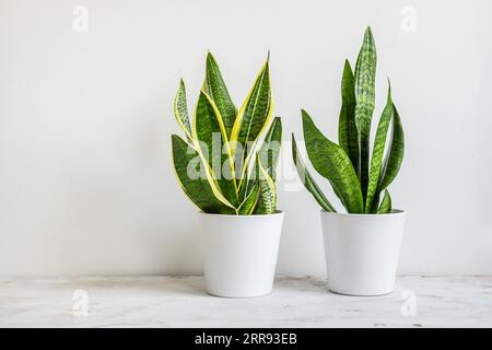 Zwei Schlangenpflanzen oder Sansevieria in weißen Keramikblumentöpfen im Zimmer auf weißem Hintergrund, minimalistisch moderne Einrichtung Stockfoto