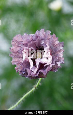 Papaver „Amazing Grey“ Stockfoto