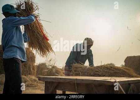 Karjat, Indien November 27 2022 Ein Landwirt, der auf dem Holztisch die Gurken zerquetscht, um Reiskörner zu trennen, in denen trockenes Gras im Backg gestapelt wurde Stockfoto