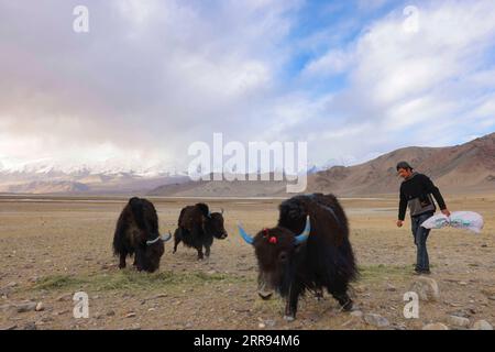 210528 -- ÜRÜMQI, 28. Mai 2021 -- Bikmirza Turdil ernährt Yaks im Dorf Subax im Kreis Akto im Nordwesten Chinas Xinjiang Uygur Autonomous Region, 14. Mai 2021. Bikmirza, ein 24-jähriger Hirte aus Kirghiz, wurde am Fuße des Muztagh Ata geboren und wuchs auf, einem Gipfel mit einer Höhe von mehr als 7.500 Metern, in den Pamirs der chinesischen Autonomen Region Xinjiang Uygur. Im Alter von 18 Jahren begann er, als Führer zu arbeiten, um Kletterern beim Tragen von Ausrüstung und Vorräten zu helfen. Der Aufstieg zum Muztagh Ata, ein Symbol für Tapferkeit, gilt sogar als die Eröffnungszeremonie für lokale Jugendliche. In Subax Village, wo Bikmir liegt Stockfoto