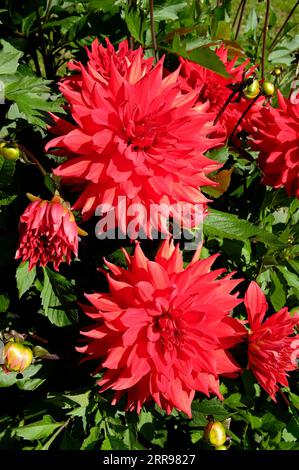 Rote Dahlienblüten in einem englischen Garten, norfolk, england Stockfoto