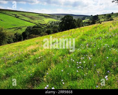 Harebell-Wildblumen blühen auf einem Hügel in der Nähe von Haworth West Yorkshire England Stockfoto