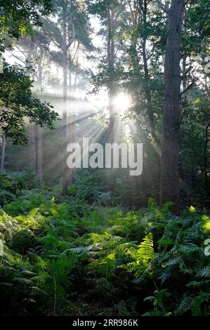 sunburst im Wald, holt Country Park, norfolk, england Stockfoto