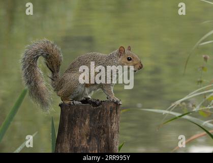 Graues Eichhörnchen auf Baumstamm Stockfoto