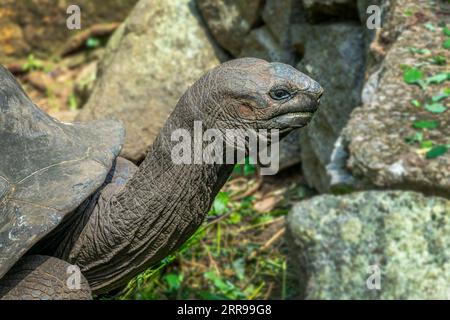 Nahaufnahme Seitenporträt des Kopfes einer Riesenschildkröte auf den Seychellen Stockfoto