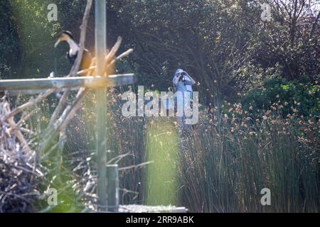 210605 -- KAPSTADT, 5. Juni 2021 -- Besucher genießen die Aussicht im Naturschutzgebiet Intaka Island in Kapstadt, Südafrika, 5. Juni 2021. SÜDAFRIKA-KAPSTADT-INTAKA INSELUMGEBUNG LYUXTIANRAN PUBLICATIONXNOTXINXCHN Stockfoto