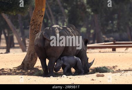 210607 -- RAMAT GAN, 7. Juni 2021 -- Ein neugeborenes Nashorn wird mit seiner Mutter am 6. Juni 2021 im Ramat Gan Safari Park Zoo in der zentralisraelischen Stadt Ramat Gan gesehen. Foto von /Xinhua ISRAEL-RAMAT GAN-SAFARI-BABY RHINO GilxCohenxMagen PUBLICATIONxNOTxINxCHN Stockfoto