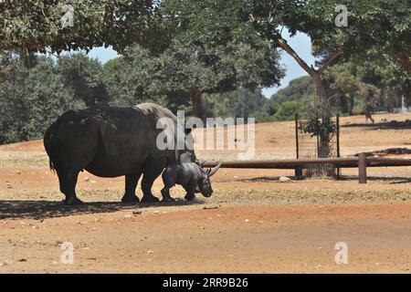 210607 -- RAMAT GAN, 7. Juni 2021 -- Ein neugeborenes Nashorn wird mit seiner Mutter am 6. Juni 2021 im Ramat Gan Safari Park Zoo in der zentralisraelischen Stadt Ramat Gan gesehen. Foto von /Xinhua ISRAEL-RAMAT GAN-SAFARI-BABY RHINO GilxCohenxMagen PUBLICATIONxNOTxINxCHN Stockfoto